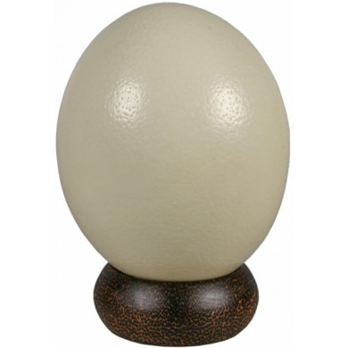 Genuine ostrich egg OSEGG001