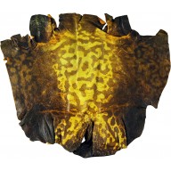 Genuine frog / toad skin FROGSK01 Yellow