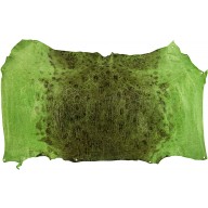 Genuine frog / toad skin FROGSK02 Green