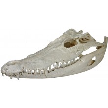 Genuine crocodile skull CRSKULL001