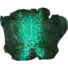 Genuine frog / toad skin FROGSK01 Emerald Green