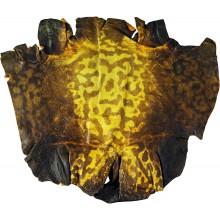 Genuine frog / toad skin FROGSK01 Yellow