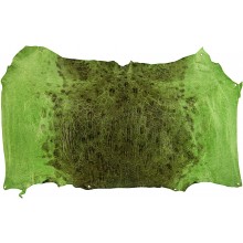 Genuine frog / toad skin FROGSK02 Green