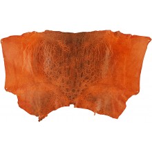 Genuine frog / toad skin FROGSK02 Orange