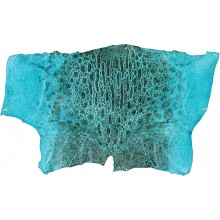 Genuine frog / toad skin FROGSK02 Sky Blue