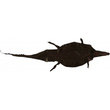 Genuine crocodile skin with head on SCHEAD01 Brown
