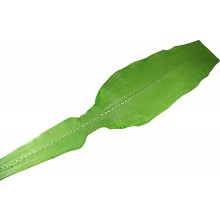 Genuine stingray row stone skin STSK02RS-SA Green