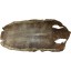 Genuine stingray skin STSKIN2-SAL Antique Brown