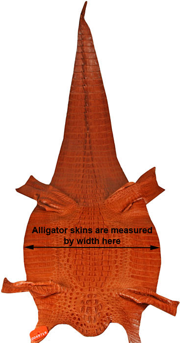 Alligator skins size measurement